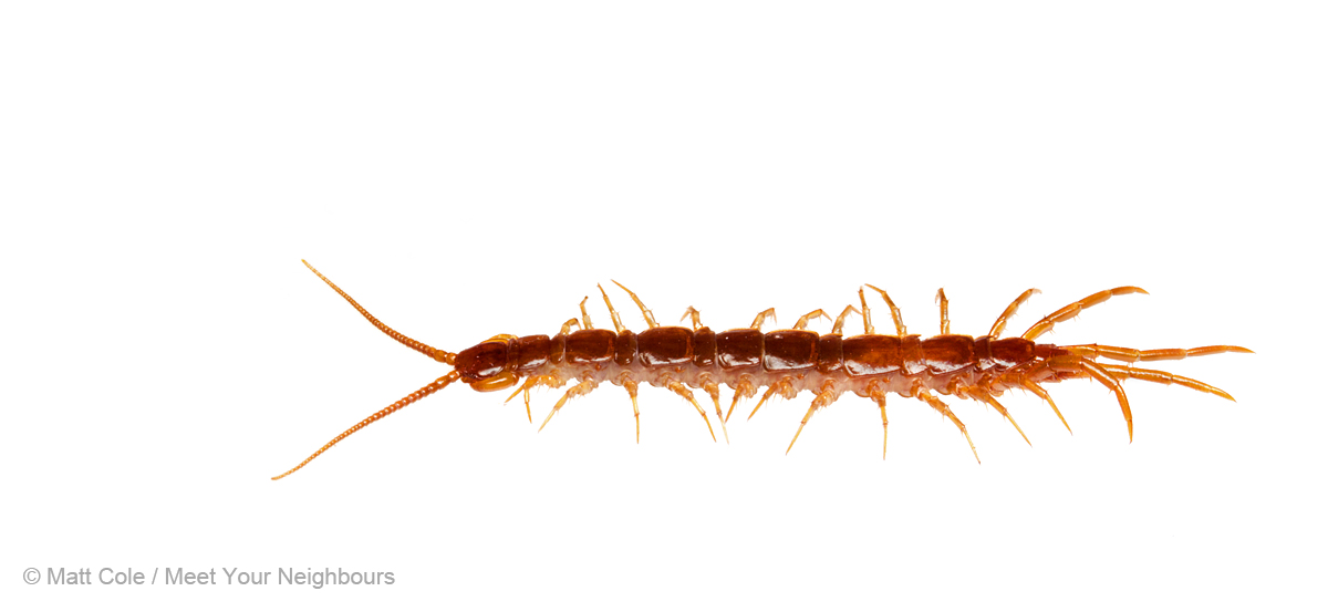 Centipede 1